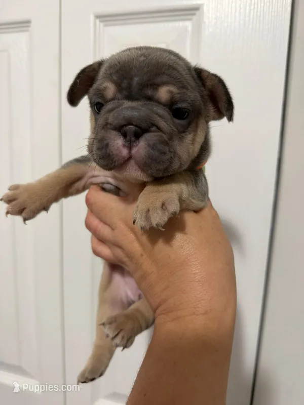 Orange Collar – French Bulldog puppy for sale in Miami, FL