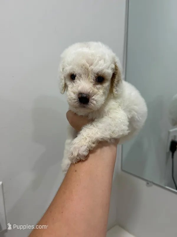 Green Collar – Poodle - Toy  puppy for sale in Miami, FL