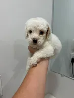Green Collar, a male Poodle - Toy  for sale in Miami, FL – 1 of 5