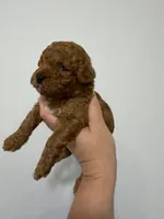 Tomy, a male Poodle - Toy  for sale in Miami, FL – 6 of 8
