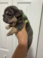 Green Collar , a female French Bulldog for sale in Miami, FL – 4 of 8
