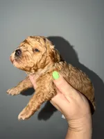 Sky, a female Poodle - Toy  for sale in Miami, FL – 2 of 5