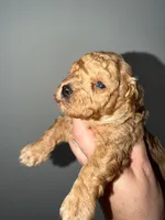 Sky, a female Poodle - Toy  for sale in Miami, FL – 3 of 5