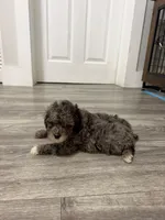 Red Collar , a female Poodle - Toy  for sale in Miami, FL – 3 of 6