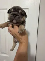 Green Collar , a female French Bulldog for sale in Miami, FL – 1 of 8
