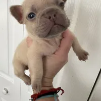 Tommy, a male French Bulldog for sale in Miami, FL – Photo 1 of 8