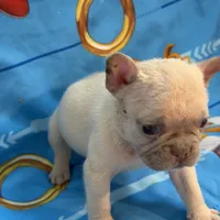 Tommy, a male French Bulldog for sale in Miami, FL – Photo 5 of 8