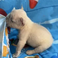 Tommy, a male French Bulldog for sale in Miami, FL – Photo 3 of 8