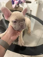 Tommy, a male French Bulldog for sale in Miami, FL – Photo 8 of 8