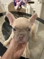 Tommy, a male French Bulldog for sale in Miami, FL – Photo 6 of 8