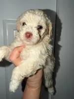 Max, a male Poodle - Toy  for sale in Miami, FL – Photo 2 of 5