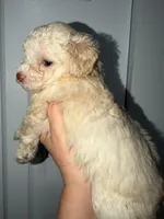 Max, a male Poodle - Toy  for sale in Miami, FL – Photo 3 of 5