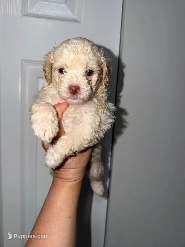 Max – Poodle - Toy  puppy for sale in Miami, FL