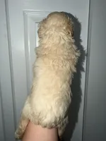 Max, a male Poodle - Toy  for sale in Miami, FL – Photo 4 of 5