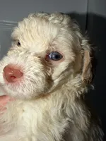 Max, a male Poodle - Toy  for sale in Miami, FL – Photo 5 of 5