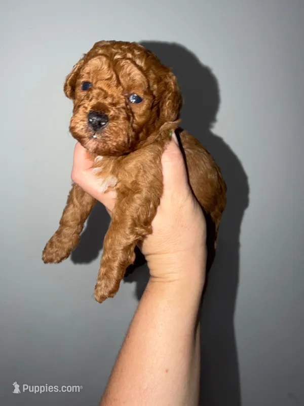 Tomy – Poodle - Toy  puppy for sale in Miami, FL