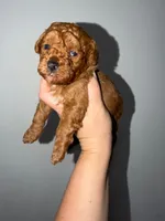 Tomy, a male Poodle - Toy  for sale in Miami, FL – 1 of 8