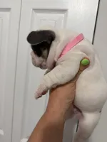 Pink Collar , a female French Bulldog for sale in Miami, FL – 4 of 8