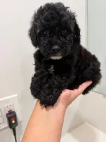 Red Collar , a female Poodle - Toy  for sale in Miami, FL – 2 of 5