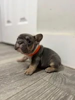 Orange Collar, a female French Bulldog for sale in Miami, FL – 7 of 8