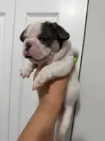 Pink Collar , a female French Bulldog for sale in Miami, FL – 1 of 8