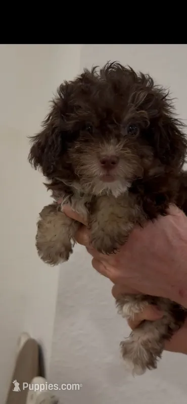 Choco – Poodle - Toy  puppy for sale in Miami, FL