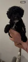 Chiqui, a male Poodle - Toy  for sale in Miami, FL – 4 of 7