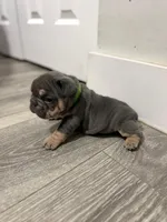 Green Collar , a female French Bulldog for sale in Miami, FL – 8 of 8