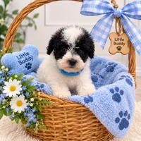 Blue Collar , a male Goldendoodle for sale in Miami, FL – 1 of 6
