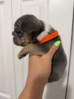 Orange Collar, a female French Bulldog for sale in Miami, FL – 4 of 8