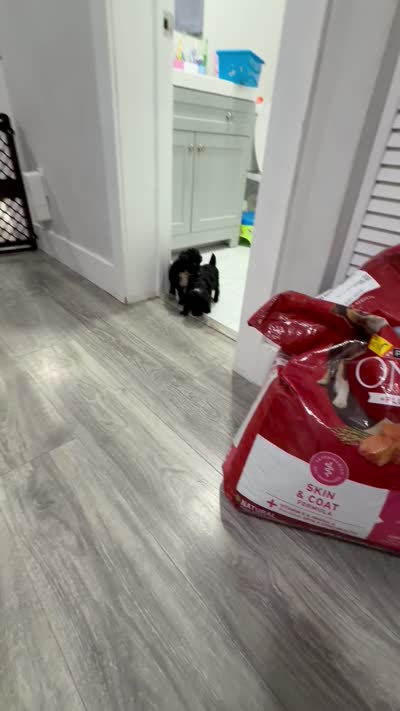 Red Collar , a female Poodle - Toy  for sale in Miami, FL – 5 of 5