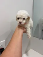 Orange Collar , a male Poodle - Toy  for sale in Miami, FL – 3 of 6