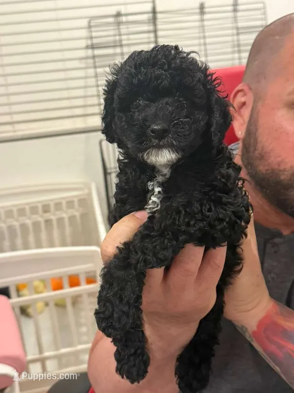 Chiqui – Poodle - Toy  puppy for sale in Miami, FL