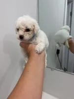 Light Blue, a male Poodle - Toy  for sale in Miami, FL – 3 of 7