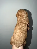 Sky, a female Poodle - Toy  for sale in Miami, FL – 4 of 5