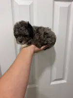 Red Collar , a female Poodle - Toy  for sale in Miami, FL – 4 of 6