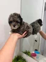 Red Collar , a female Poodle - Toy  for sale in Miami, FL – 5 of 6