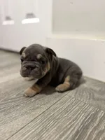 Green Collar , a female French Bulldog for sale in Miami, FL – 6 of 8