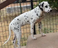 Millie, a female Dalmatian for sale in Weatherford, TX – 2 of 3