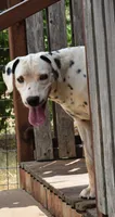George, a male Dalmatian for sale in Weatherford, TX – 3 of 3