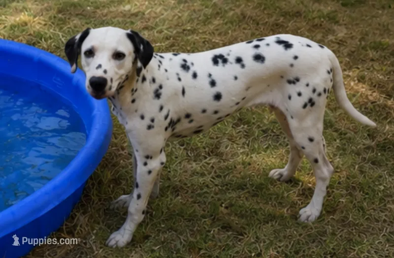 Millie – Dalmatian puppy for sale in Weatherford, TX