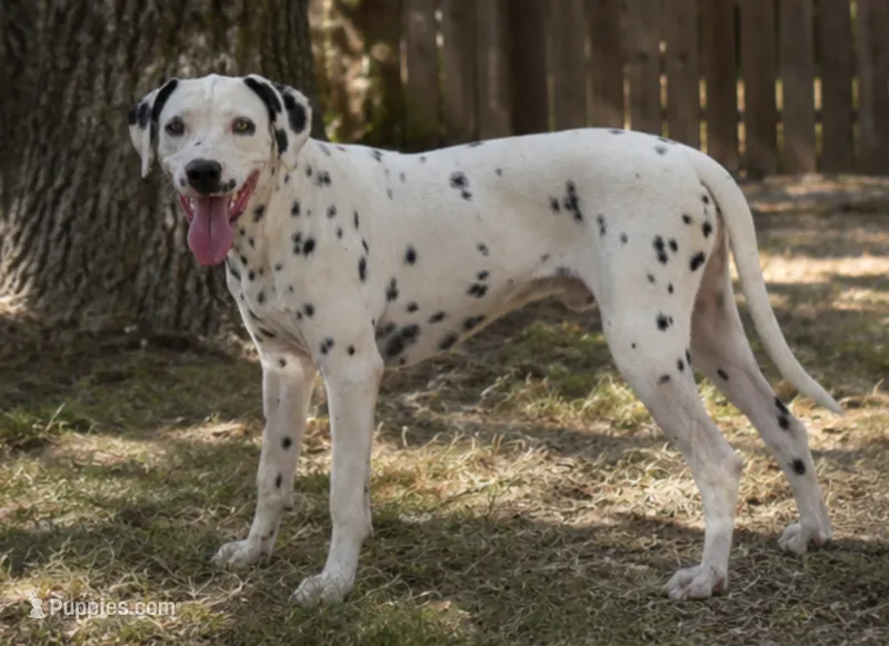 George – Dalmatian puppy for sale in Weatherford, TX