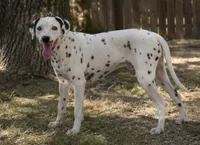 George, a male Dalmatian for sale in Weatherford, TX – 1 of 3