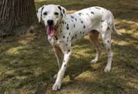 George, a male Dalmatian for sale in Weatherford, TX – 2 of 3
