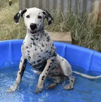 Marshall , a male Dalmatian for sale in Weatherford, TX – 2 of 2