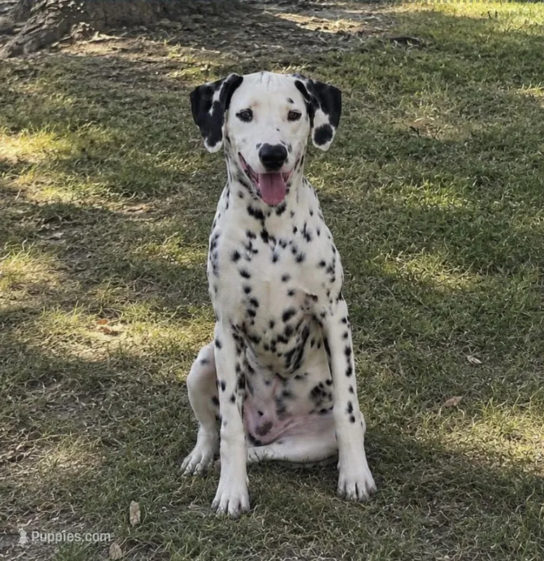 Marshall  – Dalmatian puppy for sale in Weatherford, TX