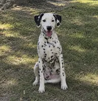 Marshall , a male Dalmatian for sale in Weatherford, TX – 1 of 2