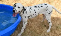 Millie, a female Dalmatian for sale in Weatherford, TX – 3 of 3