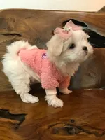 Priscilla, a female Maltese for sale in Welaka, FL – 3 of 5