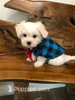 Simon – Maltese puppy for sale in Welaka, FL